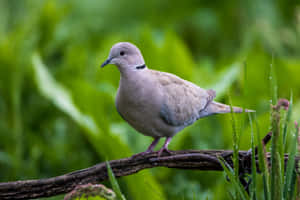 斑鳩棲息在樹枝上，背景是帶露水的草 — 猛禽 壁紙