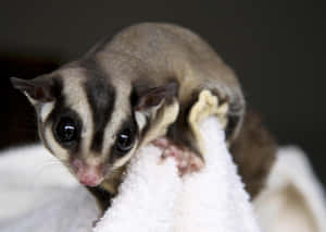 Sugar Glider 圖片 — 蜜袋鼯 壁紙