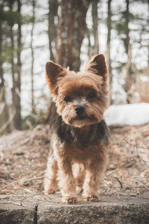 一隻小約克夏㹴狗站在森林中的石階上。 — 比特犬幼犬 壁紙