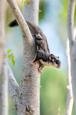 Sugar Glider 圖片 — 蜜袋鼯 壁紙