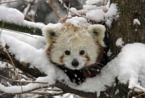 小熊貓從積雪樹枝上探頭 — 可愛熊貓 壁紙