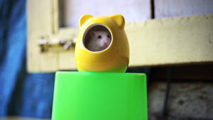 一隻小白鼠從黃色貓形陶瓷屋中探出頭來。 — 猛鼠小俠 壁紙