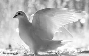 展翅的白鴿站在水中濺起水花。 — 鳥類飛翔 壁紙
