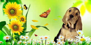 一隻巴吉度獵犬幼犬在向日葵和雛菊田裡，還有蝴蝶。 — 可愛小狗 壁紙