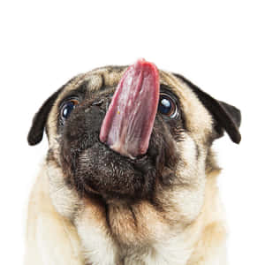 一隻巴哥犬以頑皮的表情舔鼻子。 — 巴哥犬 壁紙