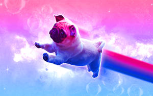 一隻巴哥犬幼犬在色彩繽紛的宇宙星雲中漂浮，伴有發光雲層和氣泡。 — 雙性戀旗幟 壁紙