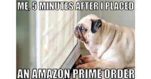 巴哥犬在窗邊等待，剛下單了Amazon Prime — 搞笑迷因 壁紙