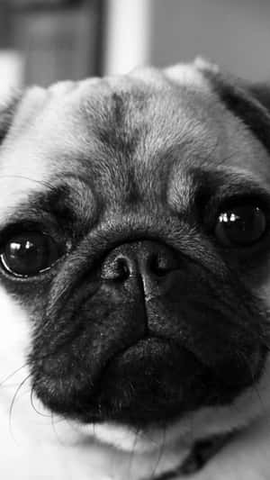 巴哥犬表情豐富的臉部特寫黑白照片。 — 巴哥犬 壁紙