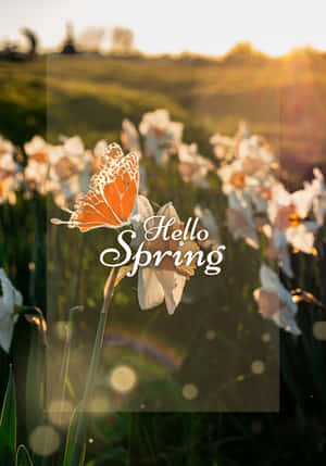 水仙花上的帝王蝶，帶有「Hello Spring」文字，陽光明媚的草地 — Realme Pad 3 壁紙