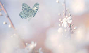 在柔和春日場景中，蝴蝶靠近盛開的花朵。 — 低飽和 壁紙