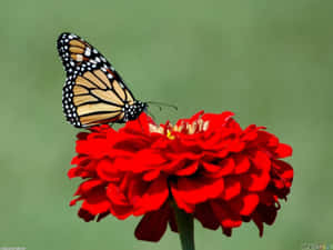 monarch 蝴蝶在日光下停歇在鮮紅色的百日菊上。 — 美麗的蝴蝶 壁紙