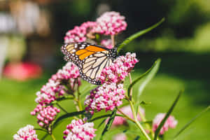 帝王斑蝶棲息在陽光花園中的粉紅色馬利筋花上。 — 粉色花朵 壁紙