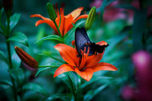 橙色百合花上的帶橙色斑點黑蝴蝶，綠色花園 — MacBook Air 壁紙