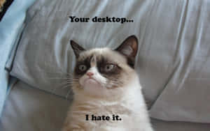 一隻帶有文字「Your desktop... I hate it.」的暴躁貓咪 — 兔子 GIF 壁紙