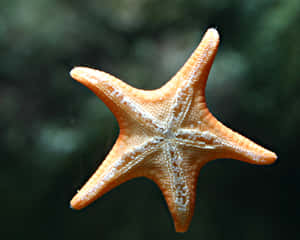 一隻帶有白色斑點的亮橙色海星懸浮在水中。 — 金魚 壁紙