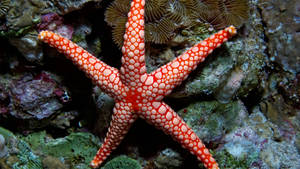 水底珊瑚礁上的橙色海星帶有白色斑點 — 金魚 壁紙