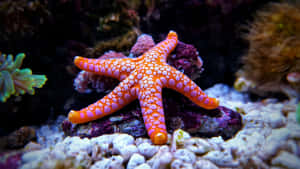 水族箱中的紫色岩石上，一隻帶有粉紅色斑點的鮮橙色海星。 — 5120x2880 壁紙