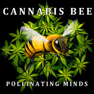 一隻被大麻葉包圍的蜜蜂，上面寫著cannabis bee pollinating minds。 — 吸大麻 壁紙