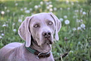 灰色威瑪獵犬在蒲公英花叢中，戴著綠色和棕色的項圈。 — 藍色狼 壁紙