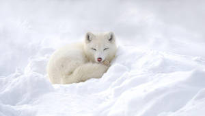 一隻白色北極狐在深雪中蜷縮睡覺。 — 北極狐 GIF 壁紙
