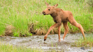 年幼的駝鹿小牛在草地上涉水行走。 — 動物森友會 壁紙