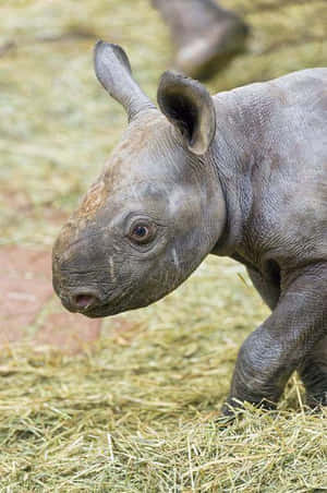 一隻犀牛寶寶站在乾草上，望向鏡頭。 — 野生動物 壁紙
