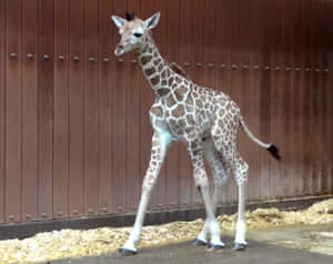 一隻年輕的長頸鹿站在動物園圍欄內，背景有木柵欄。 — 5:4 壁紙