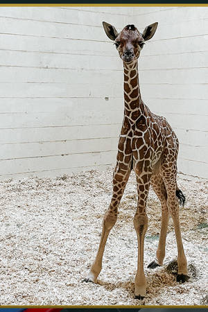 一隻長頸鹿寶寶站在動物園的圍欄內，圍欄有白色牆壁和木屑地板。 — 長頸鹿 壁紙