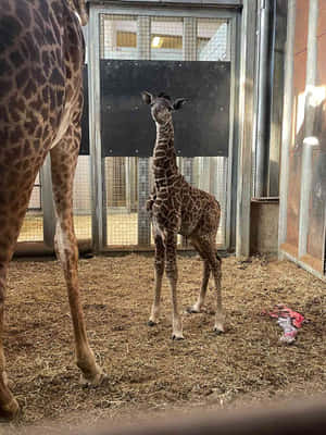 一隻長頸鹿寶寶站在動物園圍欄裡，母親在附近。 — 長頸鹿 壁紙