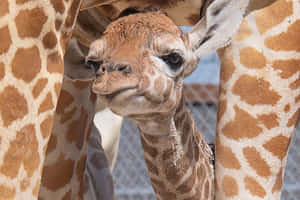 動物園裡，一隻長頸鹿寶寶依偎在媽媽的雙腿之間。 — 長頸鹿 壁紙