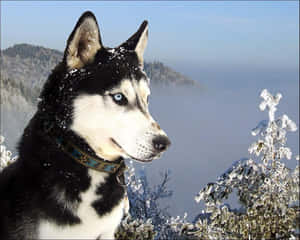 藍眼睛的西伯利亞雪橇犬站在雪地森林中俯瞰群山 — 德國狼犬 壁紙