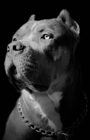 一隻戴著鏈條項圈的比特犬在黑色背景前的特寫肖像。 — 狗狗藝術 壁紙