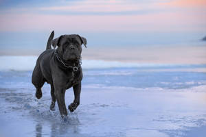 黑色 cane corso 在日落時分在海水中奔跑 — 卡斯羅犬 壁紙