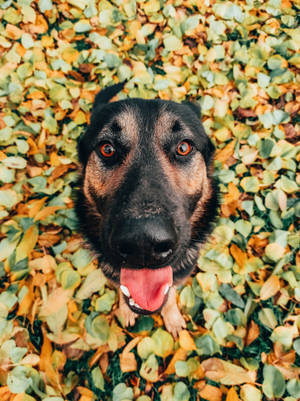 德國牧羊犬伸出舌頭，被秋葉環繞 — 德國狼犬 壁紙