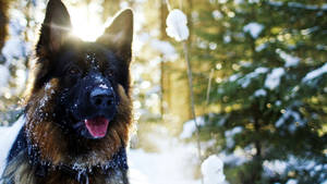 德國牧羊犬在雪地森林中，陽光穿過樹木 — 德國狼犬 壁紙