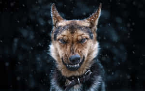 雪中的德國牧羊犬，眼神專注 — 德國狼犬 壁紙