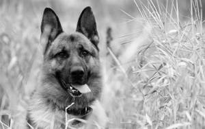 德國牧羊犬坐在高草叢中伸出舌頭 — 德國狼犬 壁紙