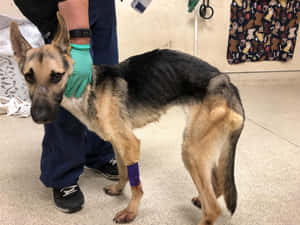 德國牧羊犬纏著繃帶的腿在診所被獸醫扶著。 — 德國狼犬 壁紙