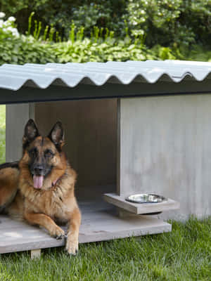 德國牧羊犬在一個現代混凝土狗屋中放鬆，配有金屬屋頂和碗。 — 木屋 壁紙