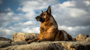 德國牧羊犬在多雲天空下的岩石地形上休息。
