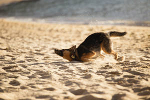 德國牧羊犬在沙灘沙子上打滾 — 德國狼犬 壁紙