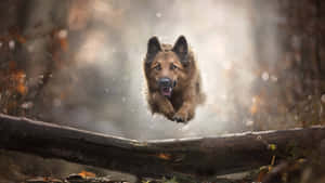 德國牧羊犬在陽光明媚的森林中跳過一根倒下的木頭，秋葉飄落。 — 德國狼犬 壁紙