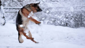 德國牧羊犬在雪中跳躍 — 德國狼犬 壁紙