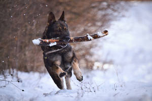 德國牧羊犬在雪中叼著樹枝奔跑 — 德國狼犬 壁紙