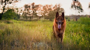 德國牧羊犬站在高高的草叢中，日落時分 — 德國狼犬 壁紙