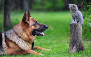 德國牧羊犬和灰色小貓在長滿草的森林空地中對峙。 — 德國狼犬 壁紙