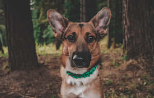 一隻德國牧羊犬在森林中戴著綠色編織項圈。 — 德國狼犬 壁紙