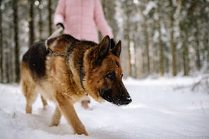 德國牧羊犬在雪地行走，身後有人的森林 — 德國狼犬 壁紙