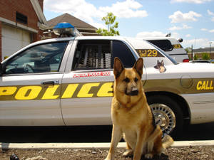 德國牧羊犬警犬在陽光明媚的日子裡坐在警車前。 — 警察 GIF 壁紙