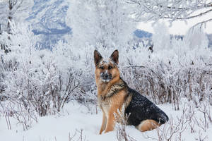 德國牧羊犬坐在白雪皚皚的冬季森林中，樹枝上結霜。 — 德國狼犬 壁紙
